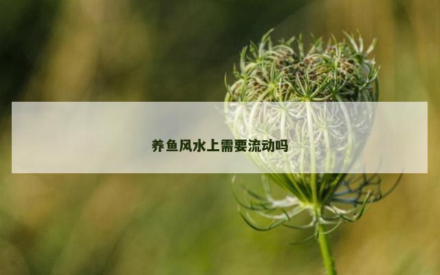 养鱼风水上需要流动吗