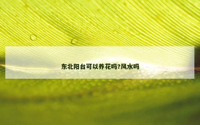 东北阳台可以养花吗?风水吗