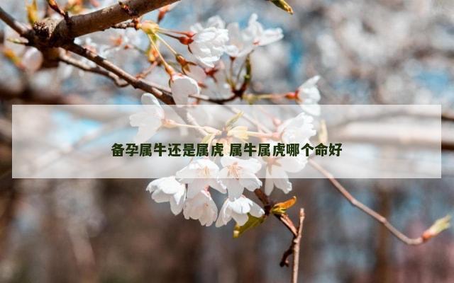 备孕属牛还是属虎 属牛属虎哪个命好