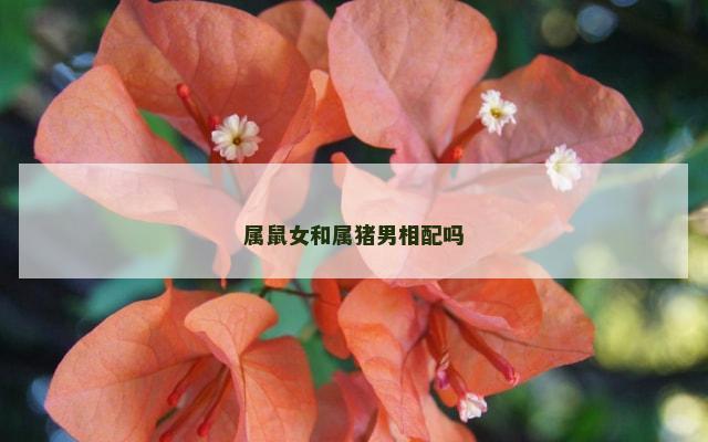 属鼠女和属猪男相配吗