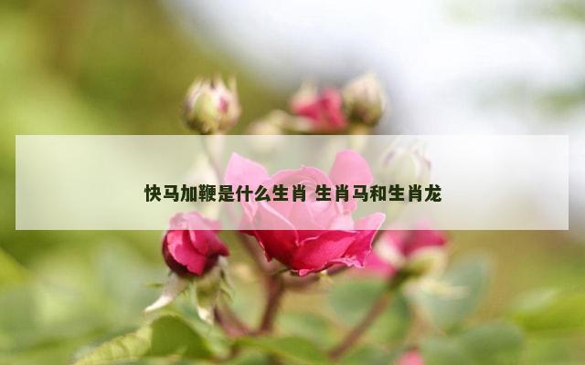 快马加鞭是什么生肖 生肖马和生肖龙