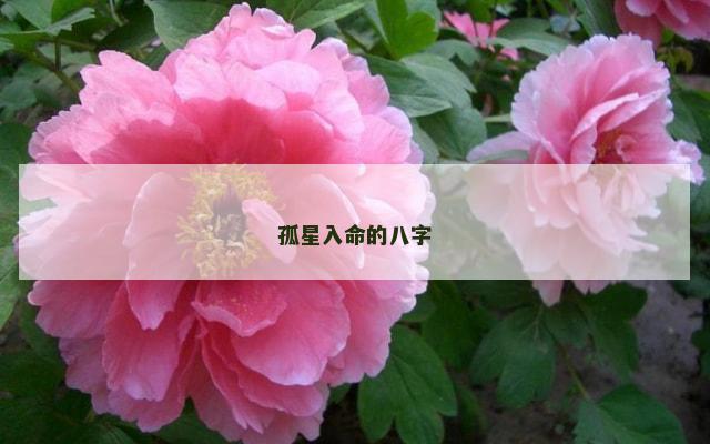 孤星入命的八字