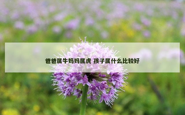 爸爸属牛妈妈属虎 孩子属什么比较好