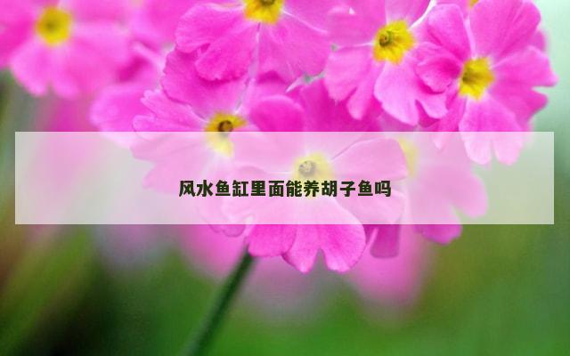 风水鱼缸里面能养胡子鱼吗