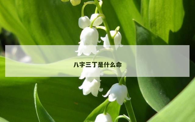 八字三丁是什么命