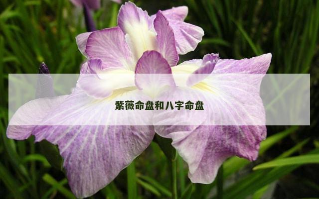 紫薇命盘和八字命盘