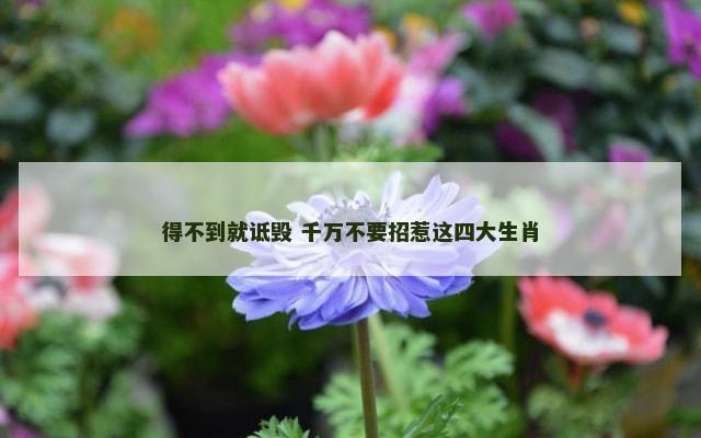 得不到就诋毁 千万不要招惹这四大生肖
