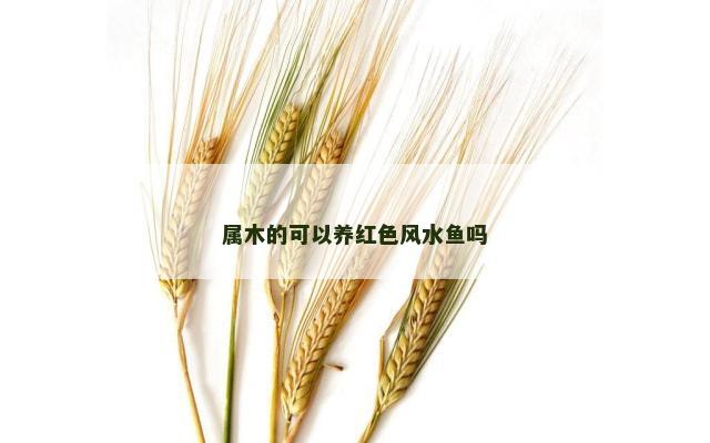属木的可以养红色风水鱼吗