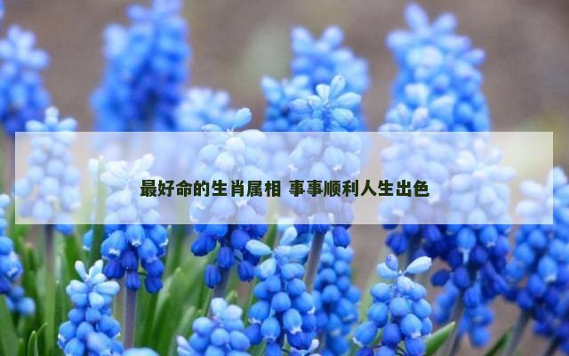 最好命的生肖属相 事事顺利人生出色