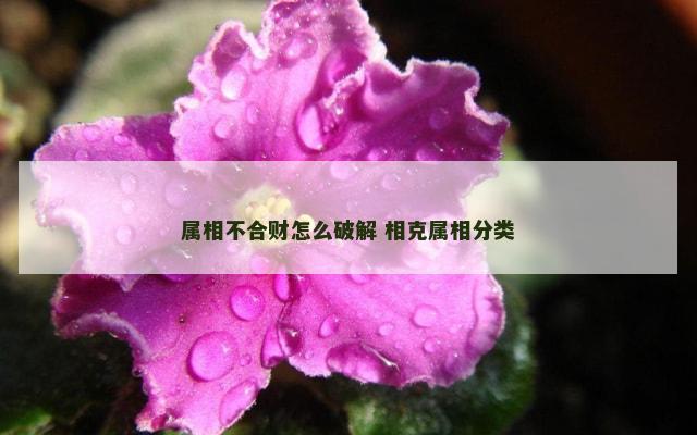 属相不合财怎么破解 相克属相分类