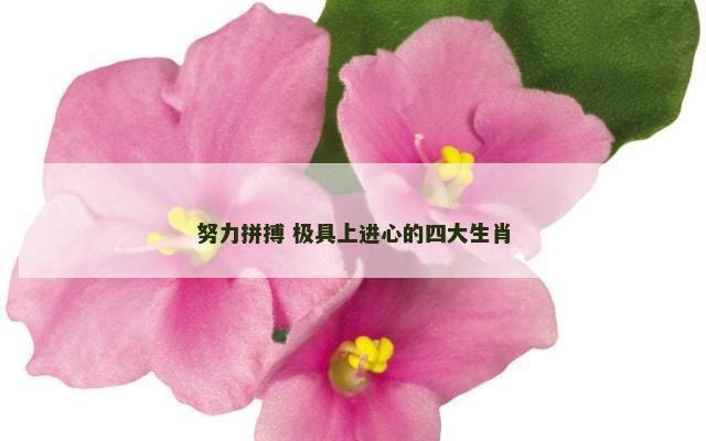 努力拼搏 极具上进心的四大生肖