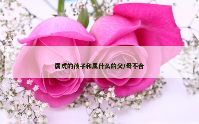 属虎的孩子和属什么的父/母不合