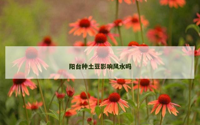 阳台种土豆影响风水吗