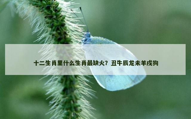 十二生肖里什么生肖最缺火？丑牛辰龙未羊戌狗