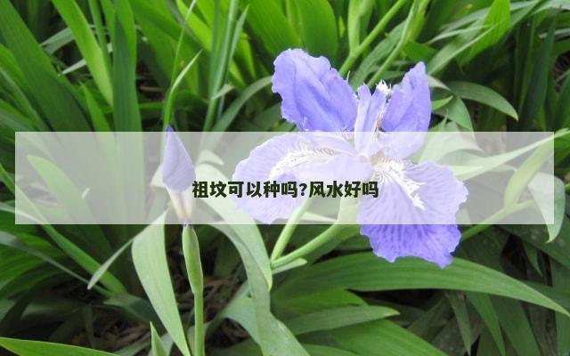 祖坟可以种吗?风水好吗