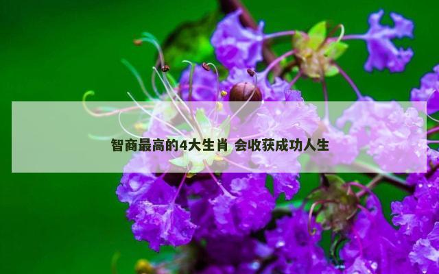 智商最高的4大生肖 会收获成功人生