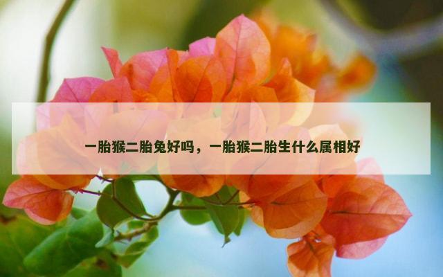 一胎猴二胎兔好吗，一胎猴二胎生什么属相好