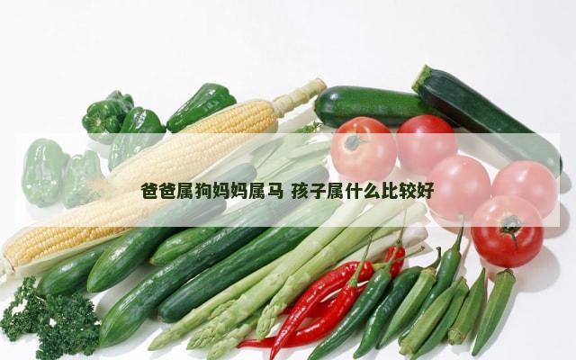爸爸属狗妈妈属马 孩子属什么比较好