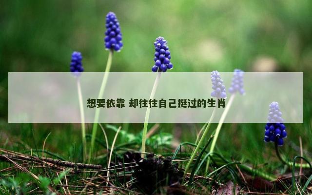 想要依靠 却往往自己挺过的生肖