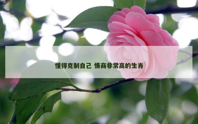 懂得克制自己 情商非常高的生肖