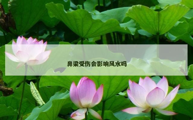 鼻梁受伤会影响风水吗