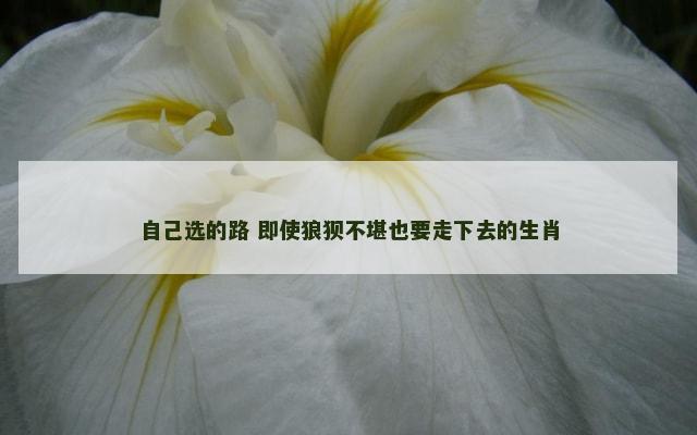 自己选的路 即使狼狈不堪也要走下去的生肖