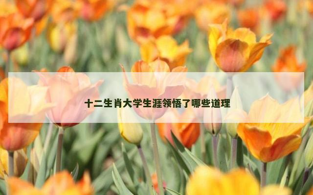 十二生肖大学生涯领悟了哪些道理