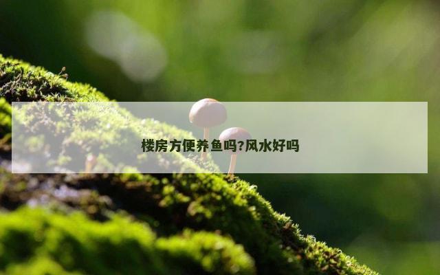 楼房方便养鱼吗?风水好吗