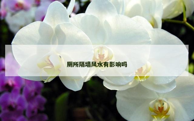 厕所隔墙风水有影响吗