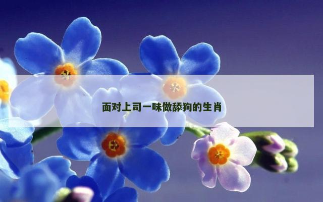 面对上司一味做舔狗的生肖
