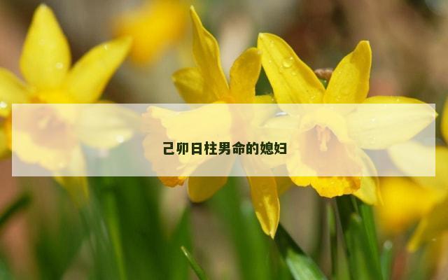 己卯日柱男命的媳妇