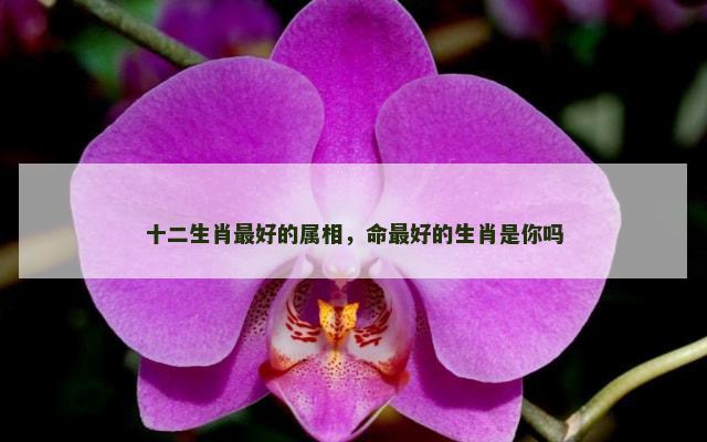 十二生肖最好的属相，命最好的生肖是你吗