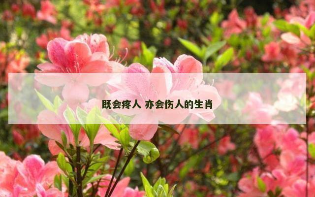 既会疼人 亦会伤人的生肖