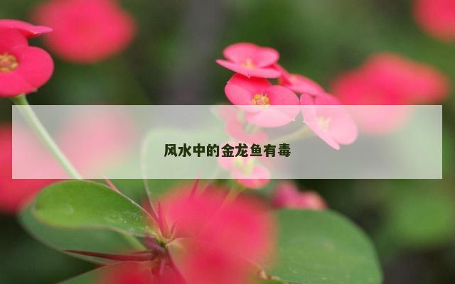 风水中的金龙鱼有毒