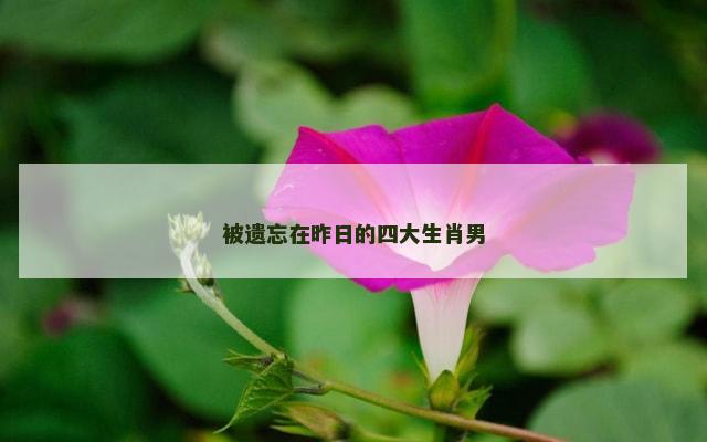 被遗忘在昨日的四大生肖男