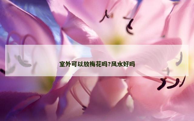 室外可以放梅花吗?风水好吗
