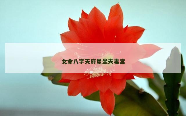 女命八字天府星坐夫妻宫