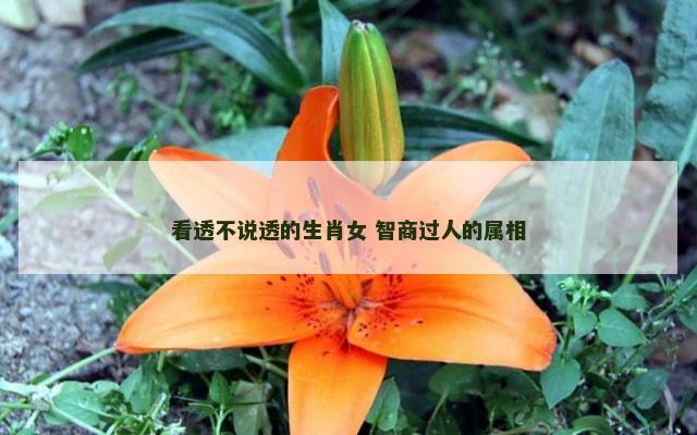 看透不说透的生肖女 智商过人的属相