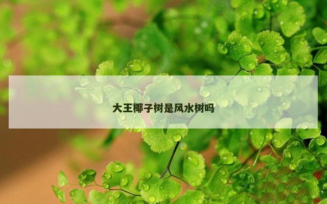 大王椰子树是风水树吗