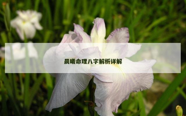 晨曦命理八字解析详解
