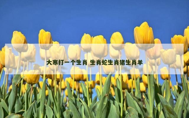 大寒打一个生肖 生肖蛇生肖猪生肖羊