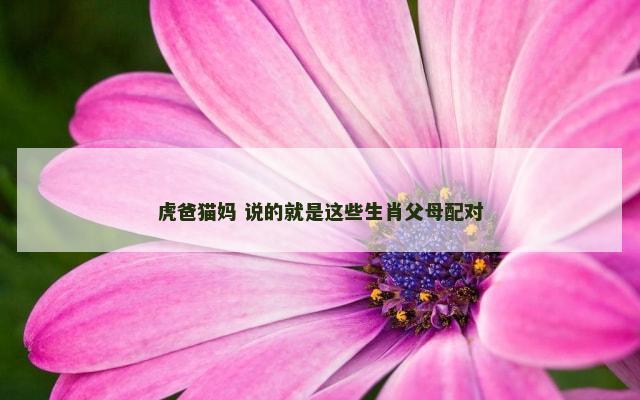 虎爸猫妈 说的就是这些生肖父母配对