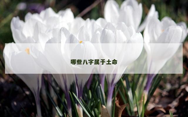 哪些八字属于土命