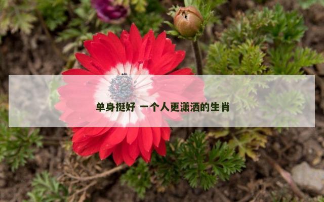 单身挺好 一个人更潇洒的生肖