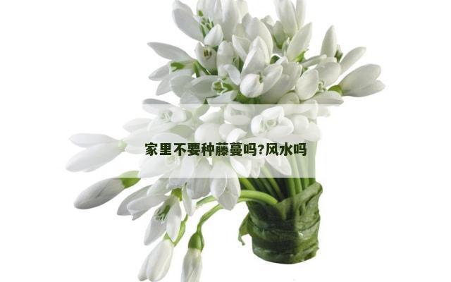 家里不要种藤蔓吗?风水吗