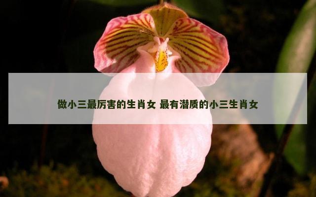 做小三最厉害的生肖女 最有潜质的小三生肖女
