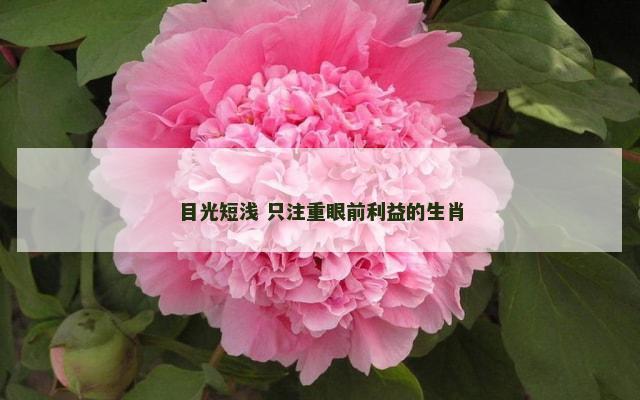 目光短浅 只注重眼前利益的生肖