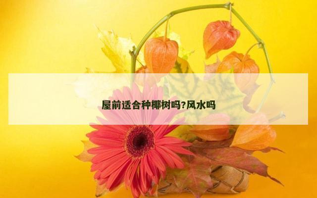 屋前适合种椰树吗?风水吗