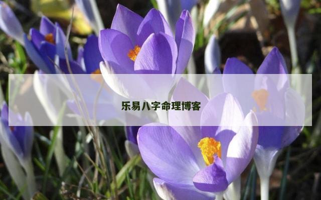 乐易八字命理博客