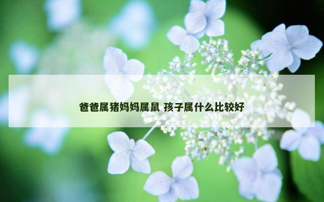 爸爸属猪妈妈属鼠 孩子属什么比较好